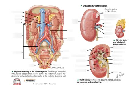 Urogenital Tract And Kidneys Diagram Quizlet