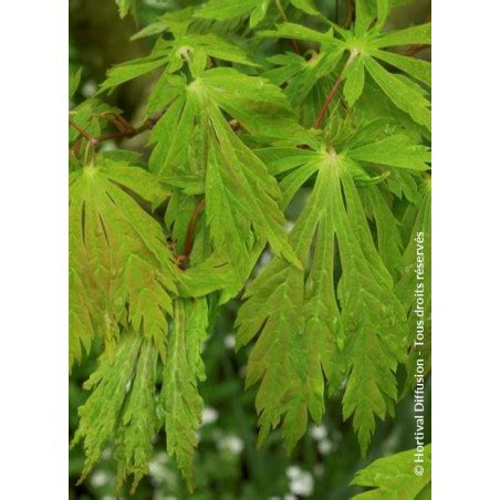 Acer Japonicum Aconitifolium Rable Du Japon Feuille D Aconit