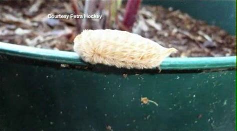 Florida Scientists Warn Against Touching Fuzzy Venomous Caterpillar