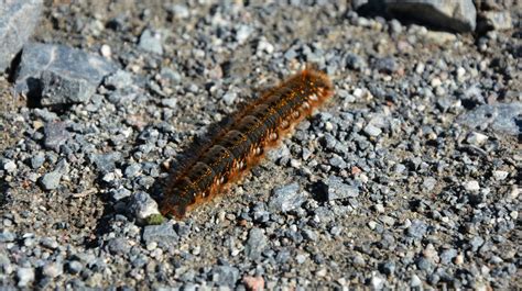 Friendly or Deadly? A Truly Helpful Caterpillar Identification Chart