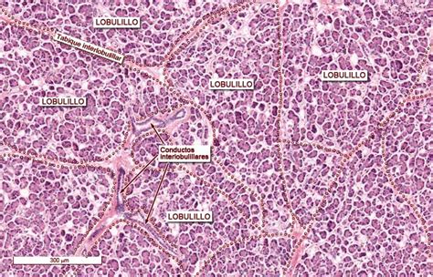 Glandula Exocrina Histologia Del Pancreas Glandula Endocrina Sistema Images