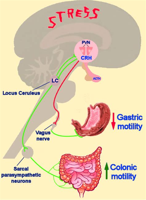 Etx Adrenal Ch Fig Endotext