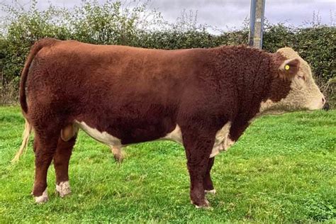 5 Pedigree Hereford Breeding Bulls, Young Bulls | SellMyLivestock - The ...