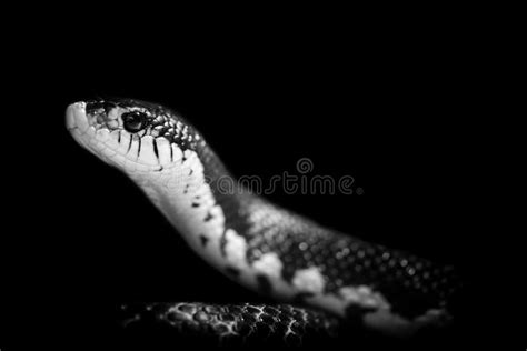 Serpiente En Fondo Negro Foto De Archivo Imagen De Serpiente