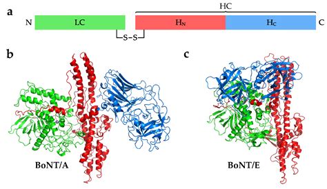 Clostridium Botulinum Structure