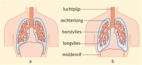 Kaarten Anatomie Ademhaling Stelsel Quizlet