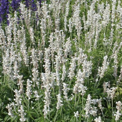 Raes Bloemzaden Nv Salvia Farinacea Victoria White