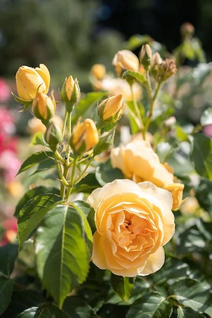 Premium Photo | A bush of yellow roses