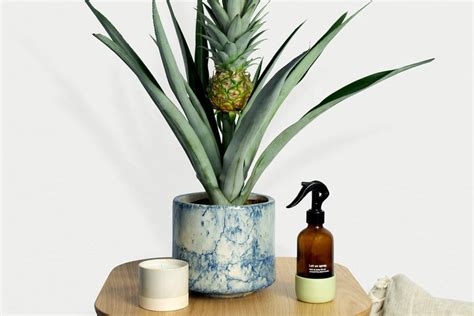 Complete guide to pineapple plant care | Patch Plants