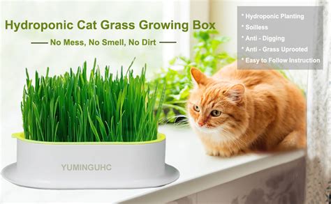 Yuminguhc 2pcs Cat Grass Planter No Seeds Included Wheatgrass Planting Trays