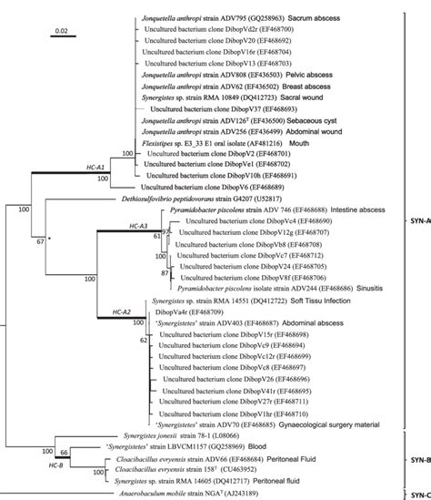 Neighbor Joining Model F S Rrna Gene Based Phylogenetic Tree