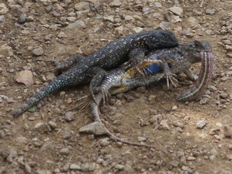 Western Fence Lizard