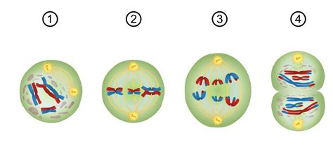 Biologie Zellbiologie Meiose Diagram Quizlet