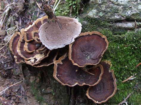 Coltricia Perennis The Ultimate Mushroom Guide