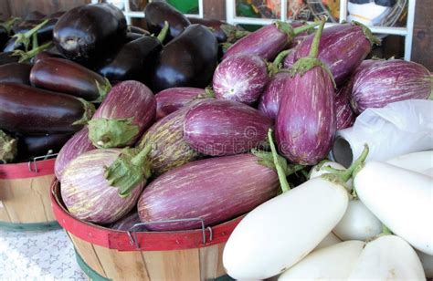 Purple Striped Graffiti Eggplant Vegetables At The Market Stock Image