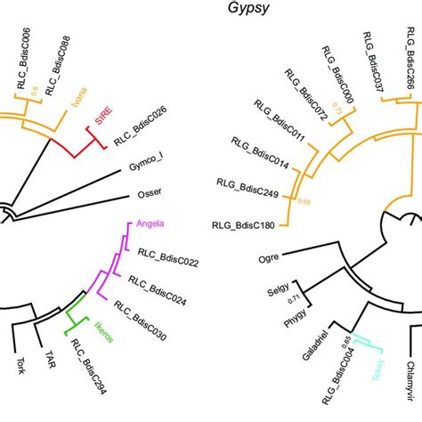 Phylogeny Of Long Terminal Repeat Ltr Retrotransposons Based On