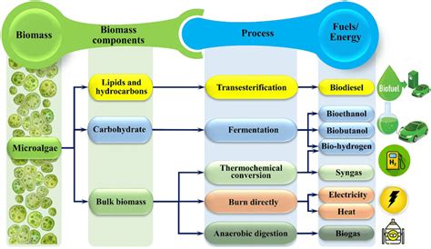 Different Routes For Biofuelsbioenergy Production From Microalgae Abo