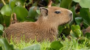 Adaptations - capybara