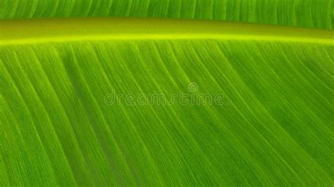 Textura Do Fundo Natural Das Folhas Das Bananas Imagem De Stock