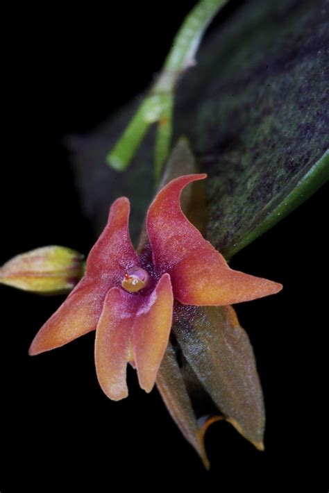 Lepanthes Domingensis Wiel Driessen Flickr