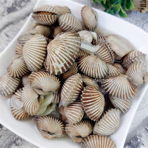 Resep Kerang Darah Rebus Dari Dita Dwistyani