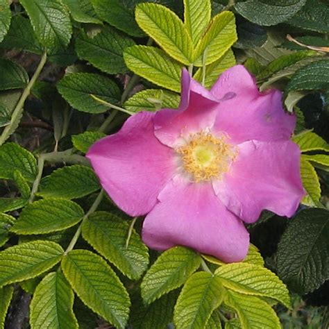 Japanese Rose Beach Rose Rosa Rugosa Seeds