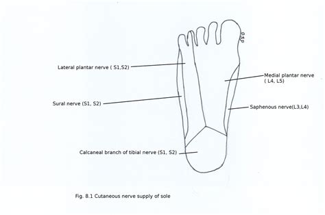 Sole of foot - myhumananatomy