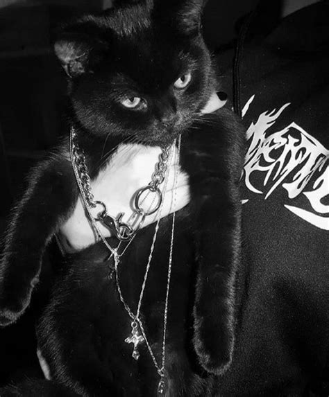 Cat Aesthetic ‘🕷 Black Cat Aesthetic Cat Aesthetic Punk Cats