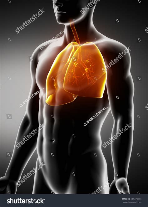 Lungs Trachea Male Anatomy Anterior Xray Stock Illustration