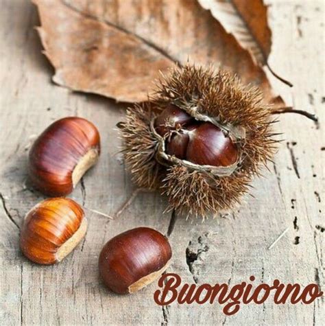 Buongiorno Con Le Castagne Chestnut Trees Chestnut Fall Scents