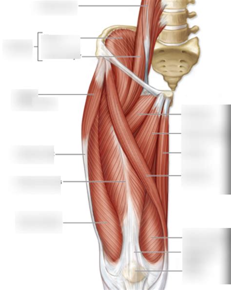 Unit 3 Muscles OIA Cont Diagram Quizlet