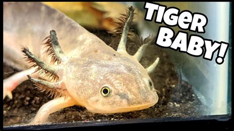 Salamander Baby For Simple Aquarium Setup! - YouTube