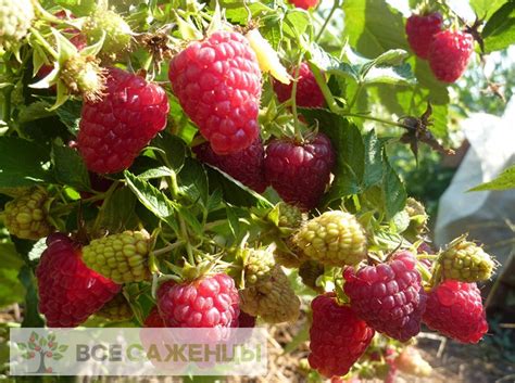 Цена на Малина Бабье лето 2 - купить саженцы