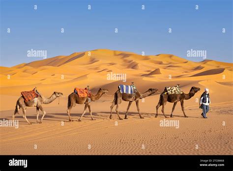 Berber Cameleer Leading Caravan Of Dromedary Camels Through Sand Dunes