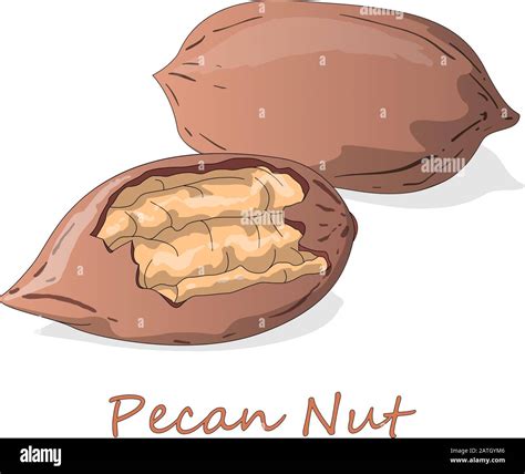 Pecan Nut Isolated On White Background Vector Illustration Stock