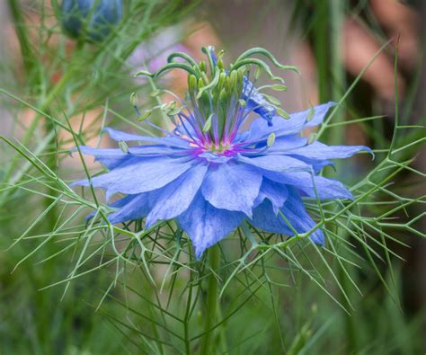 Flowers to plant in August - 7 great hardy annuals to sow | Homes and