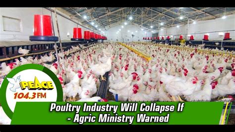 Poultry Industry Will Collapse If Agric Ministry Warned Youtube