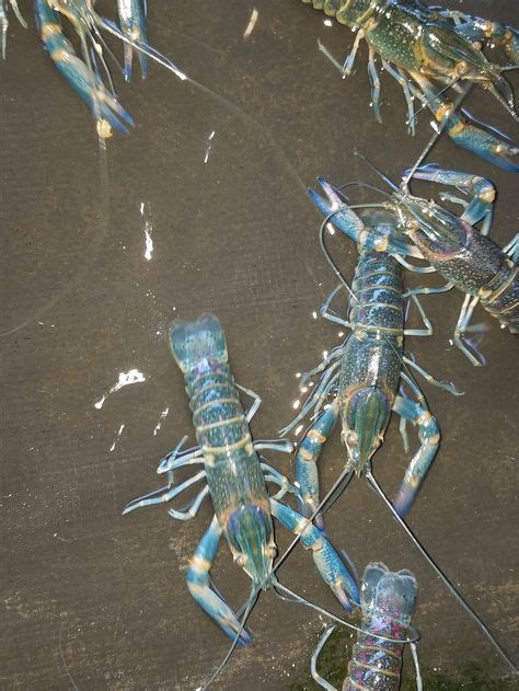 48 Australian Red Claw Crayfish ideas | crayfish, aquaponics fish, fish ...