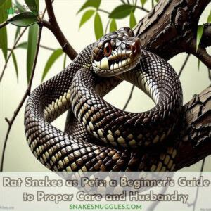 Rat Snakes as Pets: a Beginner's Guide to Proper Care and Husbandry