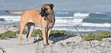 Boerboel Growth Chart | Size & Weight Chart