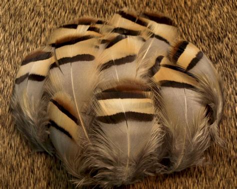 Nature S Spirit Chukar Partridge Feathers Worley Bugger Fly Co