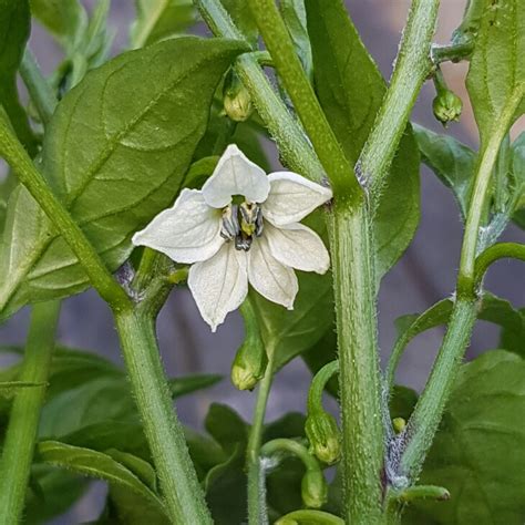 Capsicum Chinense 'Carolina Reaper', Chilli Pepper 'Carolina Reaper' in ...