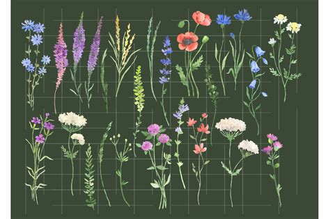 Watercolor Wildflowers Clipart Botanical Floral Files Flowers Clip Art