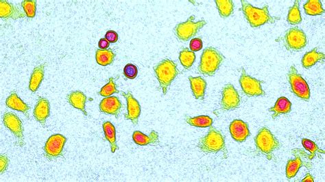 Single Cell Tracking Assay Holomonitor® Live Cell Assay Phi