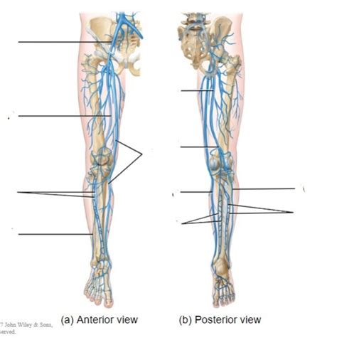 Exercise Major Veins Of Legs Diagram Quizlet