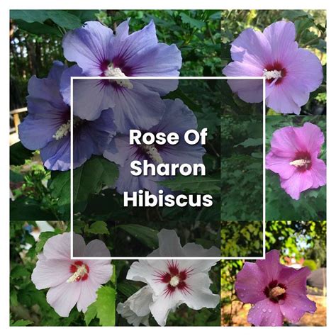 How To Grow Rose Of Sharon Hibiscus Plant Care And Tips Norwichgardener