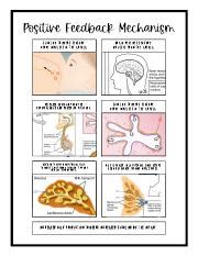 Positive Feedback Mechanism.pdf - SUCKLING TRIGGERS SENSORY NERVE ...