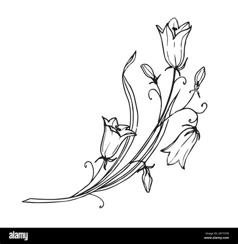 Bellflower On Isolated Background Hand Drawn Floral Vector