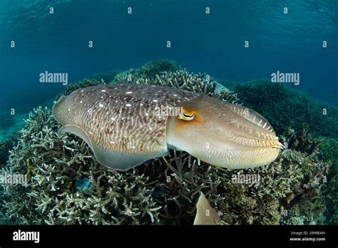 A Broadclub Cuttlefish Sepia Latimanus Hovers Over A Coral Reef In