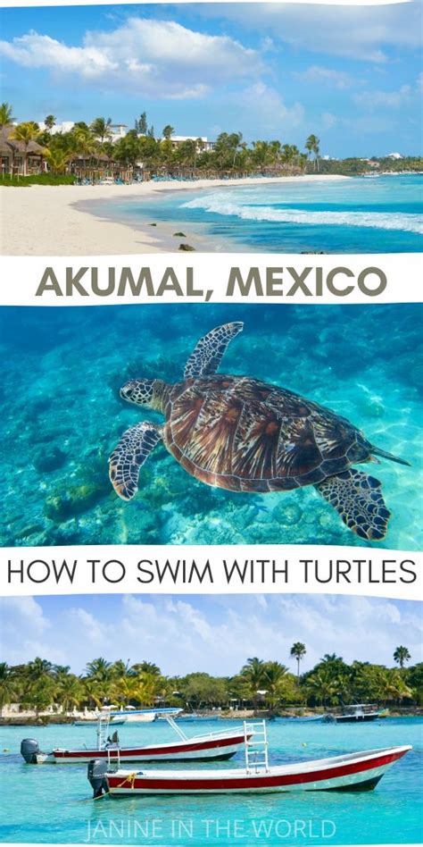 Swim With Turtles In Akumal Mexico The Ultimate Guide Mexico Travel